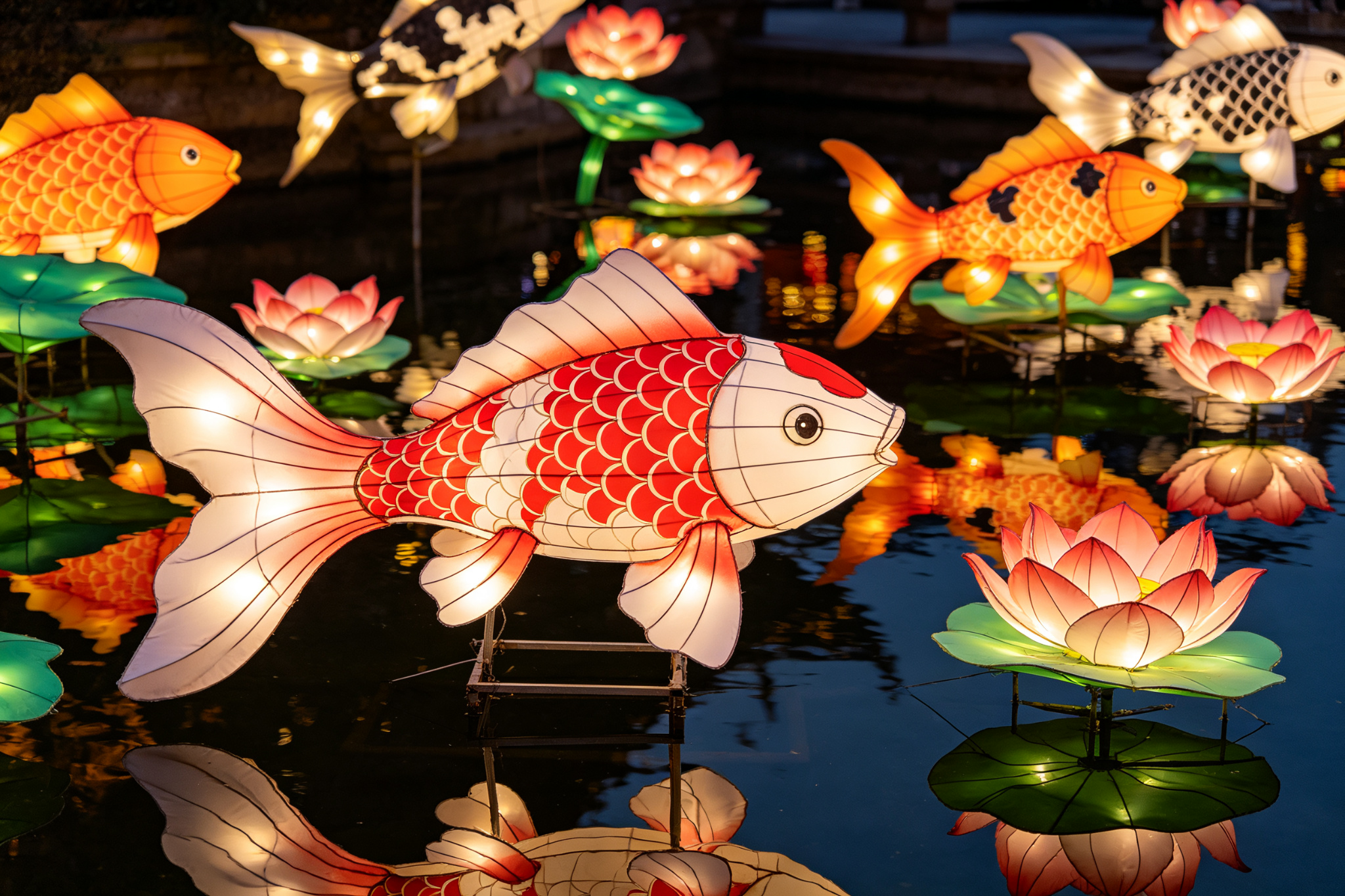 Koi Fish Lantern Pond - Chinese Lantern Show by Zigong Sun Culture