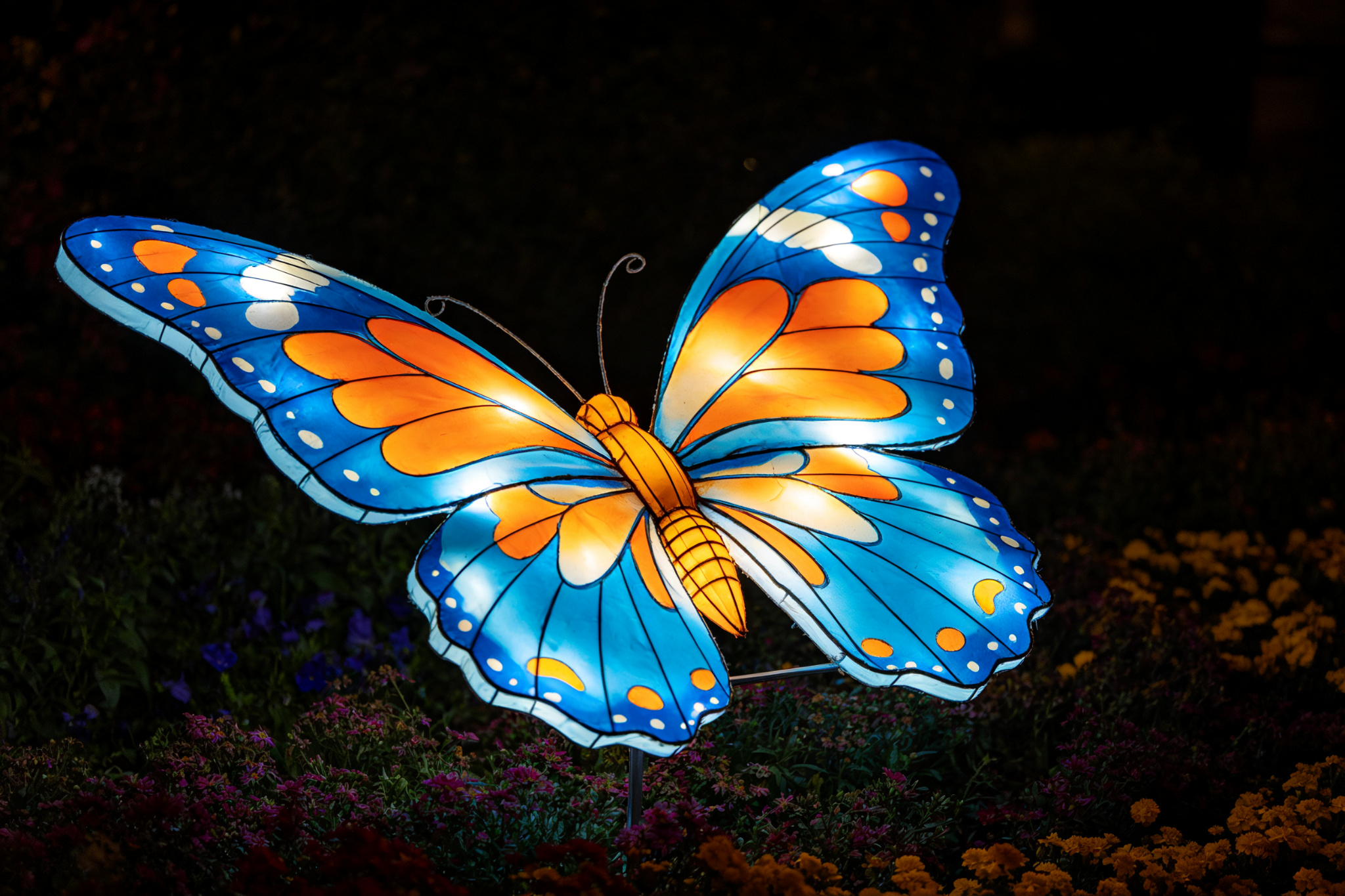 Blue and orange butterfly lantern among flowers