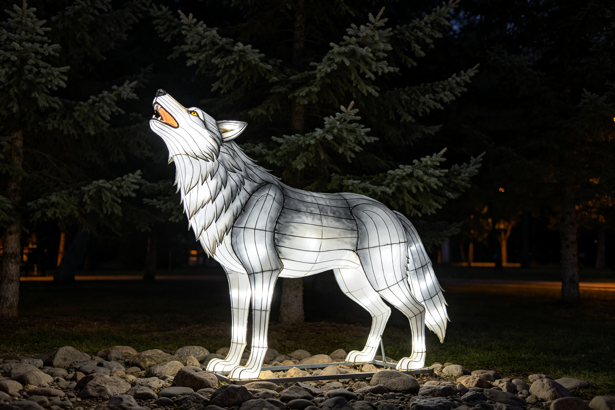 Gray howling wolf lantern on rocky ground with pine trees